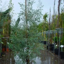 Winterharde Gomboom (Eucalyptus Gunnii) -Essentie Groen Verkoop 20120220160905 5