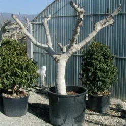 Vijg Als Solitair (Ficus Carica) -Essentie Groen Verkoop 20120220162113 7