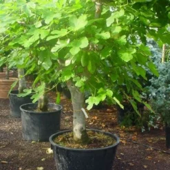 Vijg Als Solitair (Ficus Carica) -Essentie Groen Verkoop 20120220162214 7