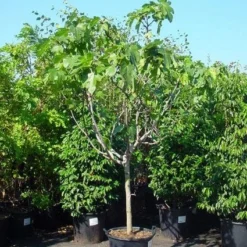 Vijg Op Stam (Ficus Carica) -Essentie Groen Verkoop 20120220162356 8