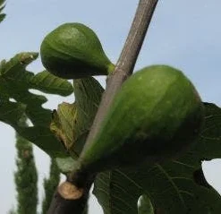 Vijg Op Stam (Ficus Carica) -Essentie Groen Verkoop 20120221133840 8