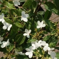 Sneeuwbal (Viburnum Plicatum 'Watanabe') -Essentie Groen Verkoop 20120221135107 8