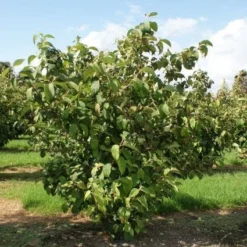 Japanse Sneeuwbal (Viburnum Plicatum 'Tomentosum') -Essentie Groen Verkoop 20120221140619 6