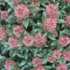 Skimmia (Skimmia Japonica 'Rubella') -Essentie Groen Verkoop 20120221150712 8
