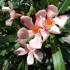 Roze Oleander (Nerium Oleander) -Essentie Groen Verkoop 20120225093131 8