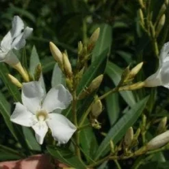 Oleander Als Boom (Nerium Oleander) -Essentie Groen Verkoop 20120225093305 5