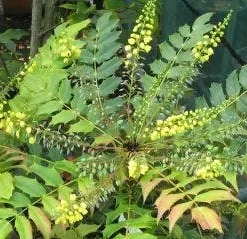 Mahoniestruik (Mahonia Media 'Winter Sun') -Essentie Groen Verkoop 20120225093859 11
