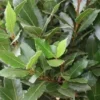 Echte Laurier Als Boom (Laurus Nobilis) -Essentie Groen Verkoop 20120225095032 6