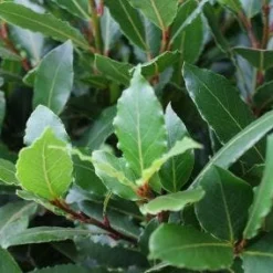 Echte Laurier Als Piramide (Laurus Nobilis) -Essentie Groen Verkoop 20120225095118 7