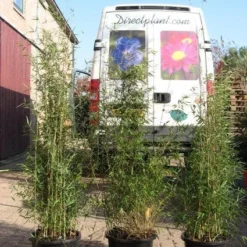 Niet Woekerende Bamboe (Fargesia 'Jiuzhaigou') -Essentie Groen Verkoop 20120226104653 4 1
