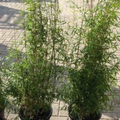 Niet Woekerende Bamboe (Fargesia 'Jiuzhaigou') -Essentie Groen Verkoop 20120226104717 4 1