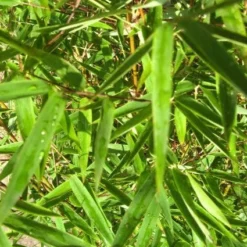 Niet Woekerende Bamboe (Fargesia 'Jiuzhaigou') -Essentie Groen Verkoop 20120226104740 4