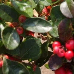 Bergthee / Patrijzenbes (Gaultheria Procumbens) -Essentie Groen Verkoop 20120226104835 2