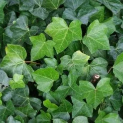 Klimop Als Prieel (Hedera Hibernica)