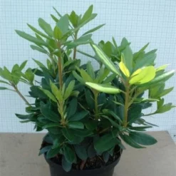 Rhododendron (Rhododendron Catawbiense 'Grandiflorum') -Essentie Groen Verkoop 20120305135657 13