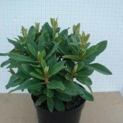 Rhododendron (Rhododendron 'Red Jack') -Essentie Groen Verkoop 20120305140117 2