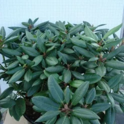 Rhododendron (Rhododendron Catawbiense 'Boursault') -Essentie Groen Verkoop 20120305140234 2