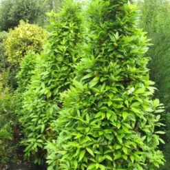 Echte Laurier Als Piramide (Laurus Nobilis) -Essentie Groen Verkoop 20120821144442 7
