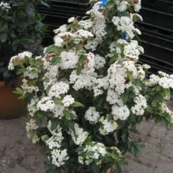 Groenblijvende Sneeuwbal (Viburnum Tinus 'Eve Price') -Essentie Groen Verkoop 20120821145045 50 10