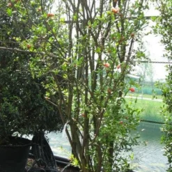 Granaatappel Als Struik (Punica Granatum) -Essentie Groen Verkoop 20120821153129 7