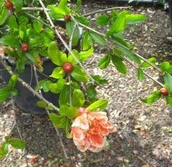 Granaatappel Als Struik (Punica Granatum) -Essentie Groen Verkoop 20120821153145 7