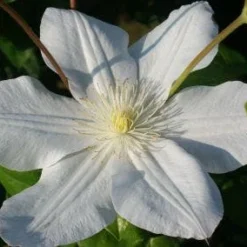 Bosrank (Clematis 'Madame Le Coultre') -Essentie Groen Verkoop 20120903131948 1
