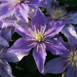 Bosrank (Clematis 'Justa') -Essentie Groen Verkoop 20120919134614 1 1