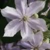 Bosrank (Clematis 'Justa') -Essentie Groen Verkoop 20120919134711 1 1