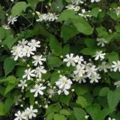 Bosrank (Clematis 'Paul Farges') -Essentie Groen Verkoop 20120919135912 1 2