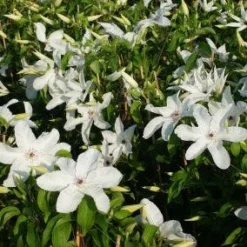 Bosrank (Clematis 'Madame Le Coultre') -Essentie Groen Verkoop 20120919151411 1 1
