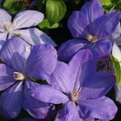 Bosrank (Clematis 'Mrs Cholmondeley') -Essentie Groen Verkoop 20120919151745 1