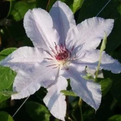 Bosrank (Clematis 'Snow Queen') -Essentie Groen Verkoop 20120919152528 1