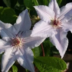 Bosrank (Clematis 'Snow Queen') -Essentie Groen Verkoop 20120919152541 1 1