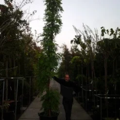 Blauwe Regen (Wisteria Sinensis) -Essentie Groen Verkoop 20121012085312 13