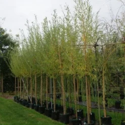 Knotwilg (Salix Alba) -Essentie Groen Verkoop 20121016132723 13