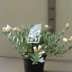 Zilverwinde (Convolvulus Cneorum ) -Essentie Groen Verkoop 20121016144047 2