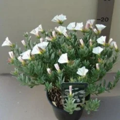 Zilverwinde (Convolvulus Cneorum ) -Essentie Groen Verkoop 20121016144100 2