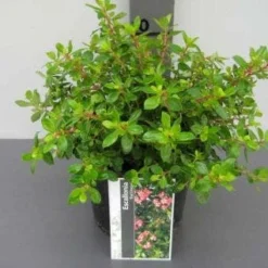 Escallonia (Escallonia 'Red Dream') -Essentie Groen Verkoop 20121016145056 3