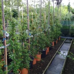 Vuurdoorn (Pyracantha 'Soleil D'Or') -Essentie Groen Verkoop 20121017141100 4 1