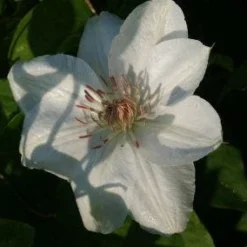 Bosrank (Clematis 'Mrs George Jackman') -Essentie Groen Verkoop 20121017155031 1