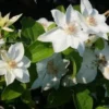 Bosrank (Clematis 'Mrs George Jackman') -Essentie Groen Verkoop 20121017155045 1 1