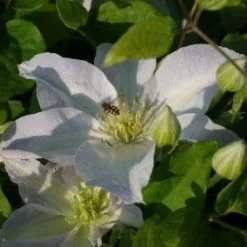 Bosrank (Clematis 'Yukikomachi') -Essentie Groen Verkoop 20121017162704 1 2