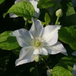 Bosrank (Clematis 'Yukikomachi') -Essentie Groen Verkoop 20121017162743 1 1