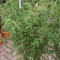 Niet Woekerende Bamboe (Fargesia 'Jiuzhaigou') -Essentie Groen Verkoop 20121113150728 4