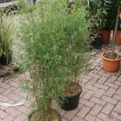 Niet Woekerende Bamboe (Fargesia 'Jiuzhaigou') -Essentie Groen Verkoop 20121113150857 4 1