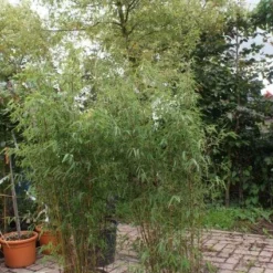 Niet Woekerende Bamboe (Fargesia 'Jiuzhaigou') -Essentie Groen Verkoop 20121113150912 4