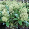 Skimmia (Skimmia Japonica 'Fragrant Cloud') -Essentie Groen Verkoop 20121121145151 2