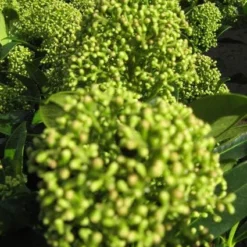 Skimmia (Skimmia Japonica 'Fragrant Cloud') -Essentie Groen Verkoop 20121121145204 2