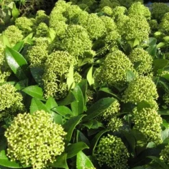 Skimmia (Skimmia Japonica 'Fragrant Cloud') -Essentie Groen Verkoop 20121121145218 2