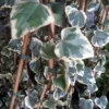 Kaukasische Klimop (Hedera Colchica 'Dentata Variegata') -Essentie Groen Verkoop 20121121150412 6